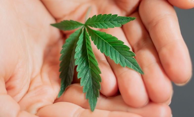Marijuana leaf and CBG
