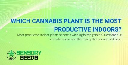 The indoor cannabis plant that produces the most.