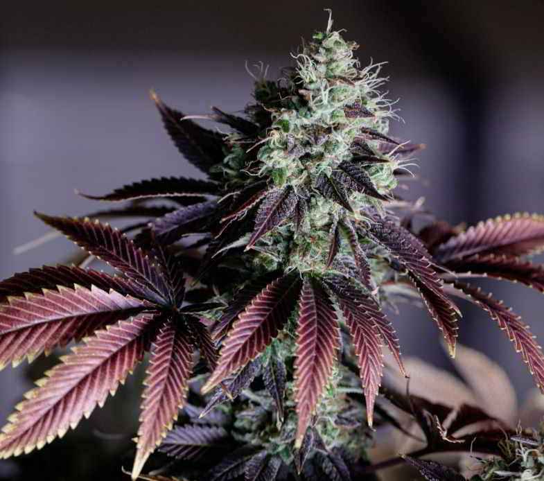 Plant born from feminized seed