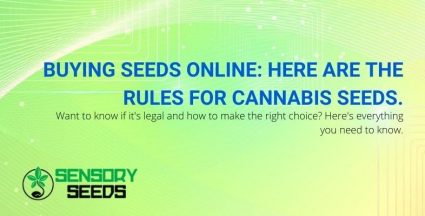 If you want to buy cannabis seeds online, there are rules.