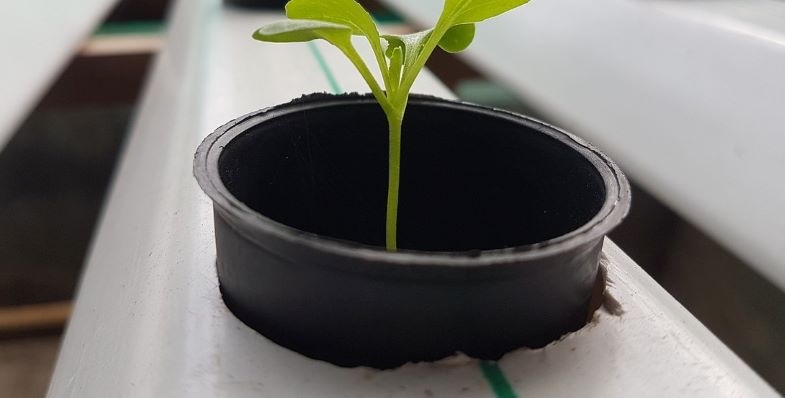 Sowing without soil and growing in hydroponics