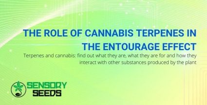 What are cannabis terpenes and what role they play in the entourage effect