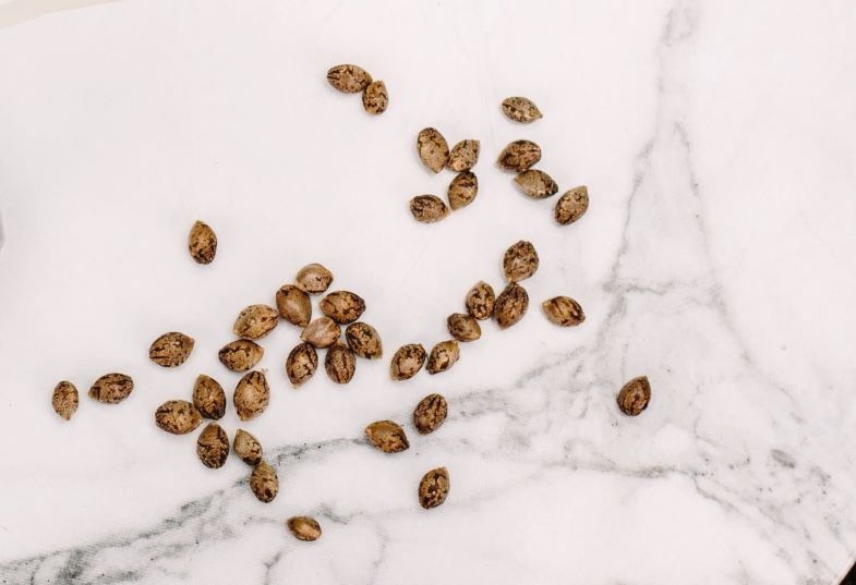 Techniques for germinating cannabis seeds