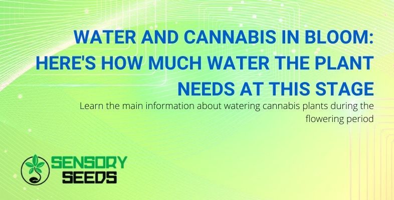 How much water does cannabis need in the flowering phase?