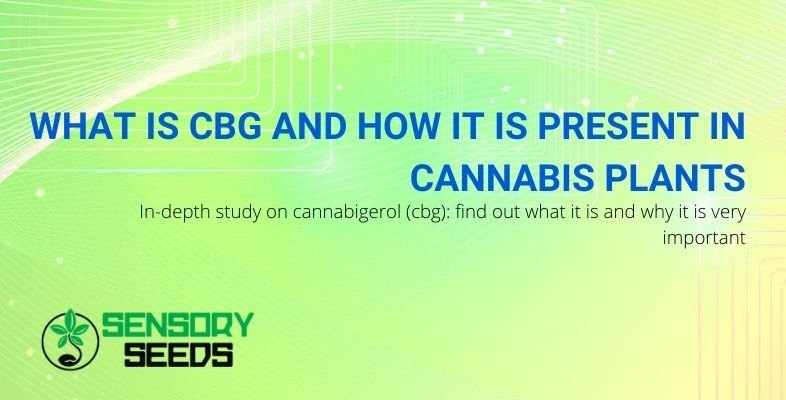 What is CBG and what role does it play in the marijuana plant?