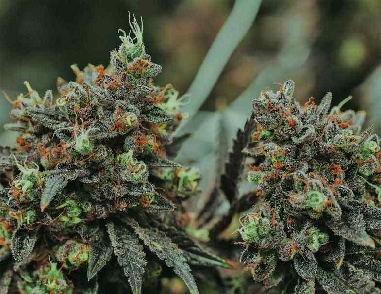 Cannabis flowers