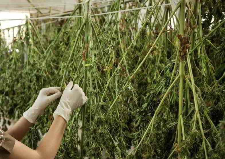 Cannabis plants hung for drying