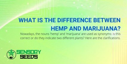 What are the differences between hemp and marijuana?