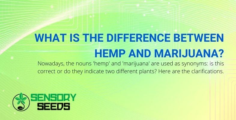 What are the differences between hemp and marijuana?