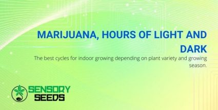 How many hours of light and dark should marijuana plants take?