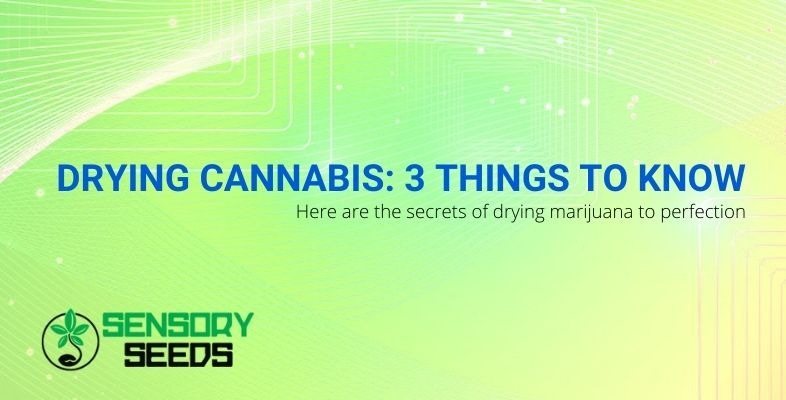 3 secrets to perfect cannabis drying