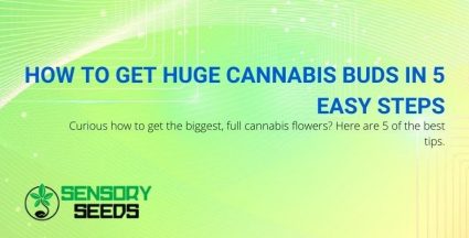 5 steps to get bigger and fuller cannabis flowers