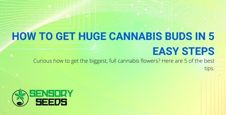 5 steps to get bigger and fuller cannabis flowers