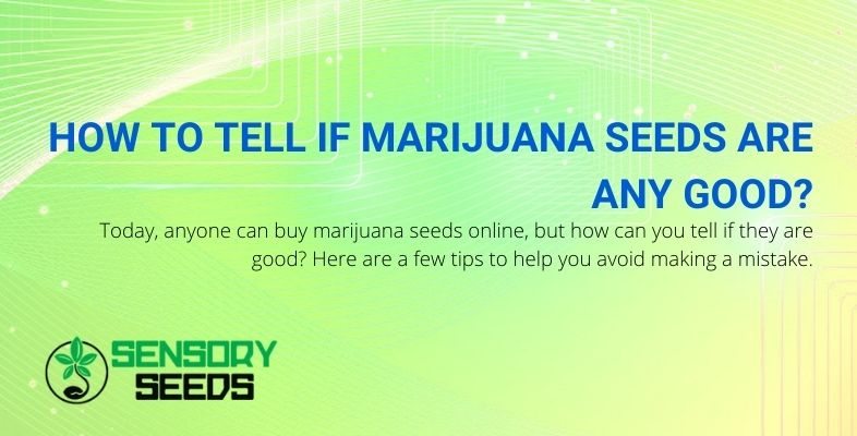 How can you tell if marijuana seeds are good