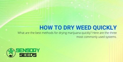 3 quick ways to dry your weed