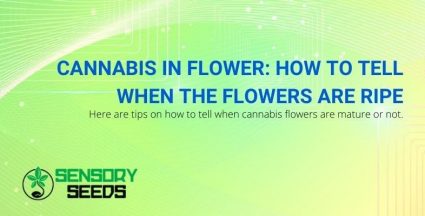 How to recognize cannabis flowers when they are ripe?