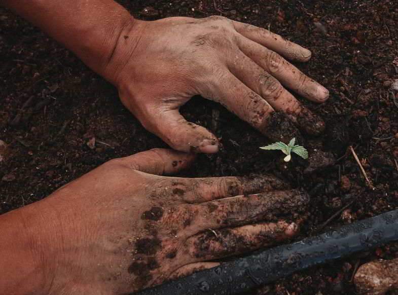 Sprouted cannabis seed