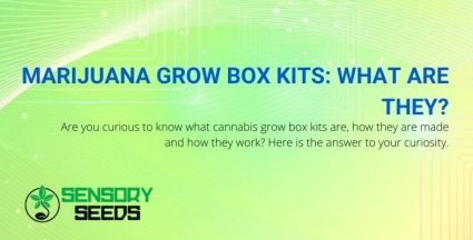 What are marijuana grow box kits and how do they work?