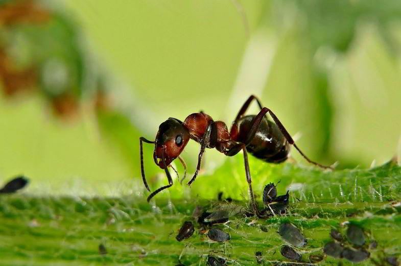 Ant and aphids on a plant