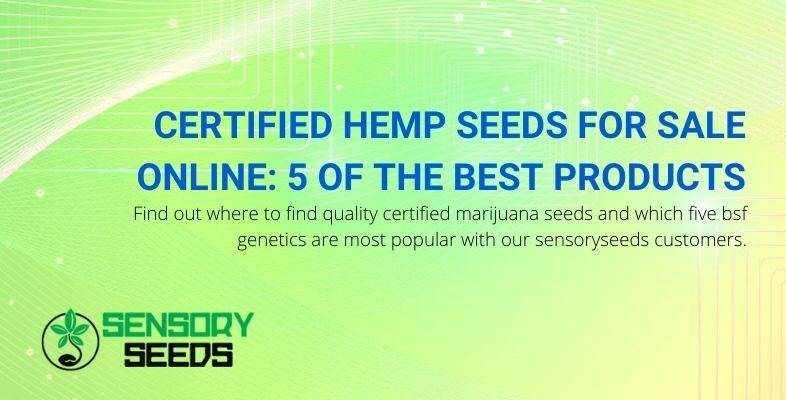 5 BSF Marijuana Seeds Most Popular with SensorySeed Customers