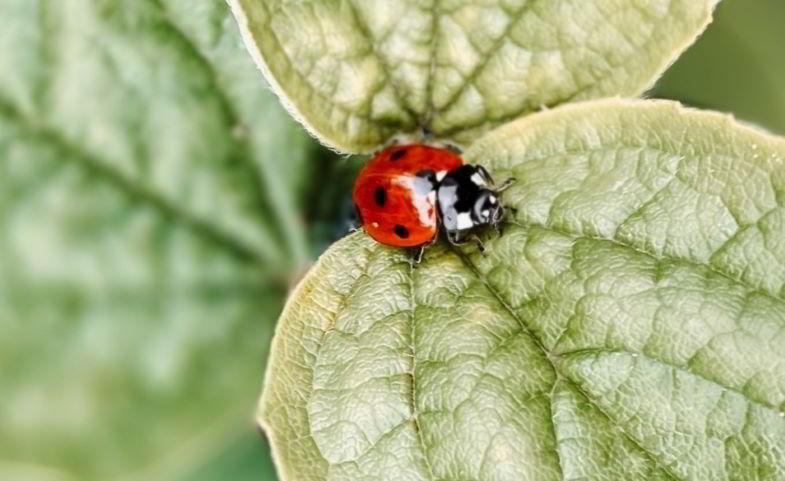 Ladybird antagonist of aphids