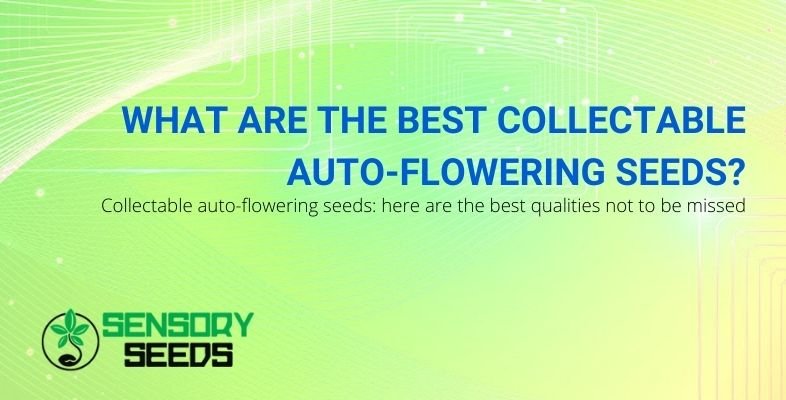 Here are the best qualities of autoflowering seeds to collect