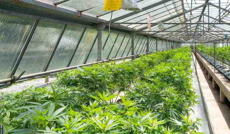 Greenhouse cultivation of cannabis