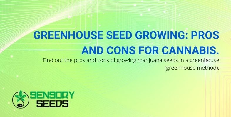 Find out the advantages and disadvantages of growing cannabis seeds in a greenhouse