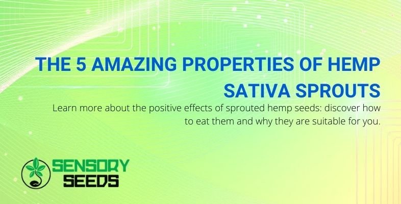 5 surprising properties of hemp sativa sprouts