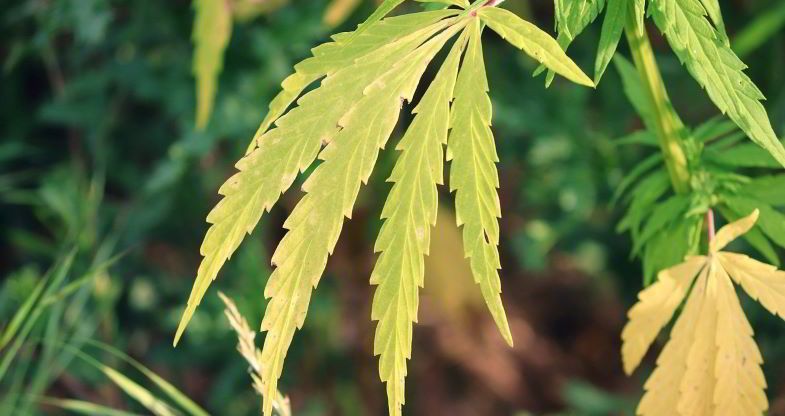 Burnt hemp leaves