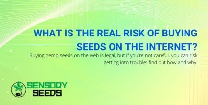 The risks of buying hemp seeds on the internet