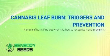 Causes and prevention for burnt cannabis leaves
