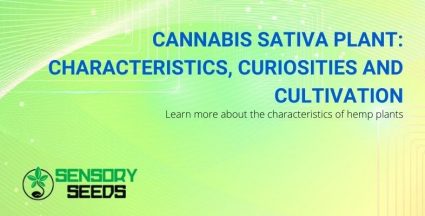 Characteristics and cultivation of the cannabis sativa plant