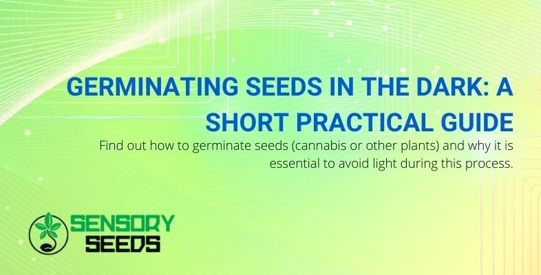 A brief guide to germinating seeds in the dark