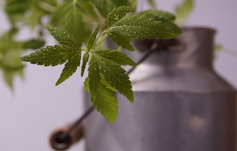 Hemp cutting in a vase