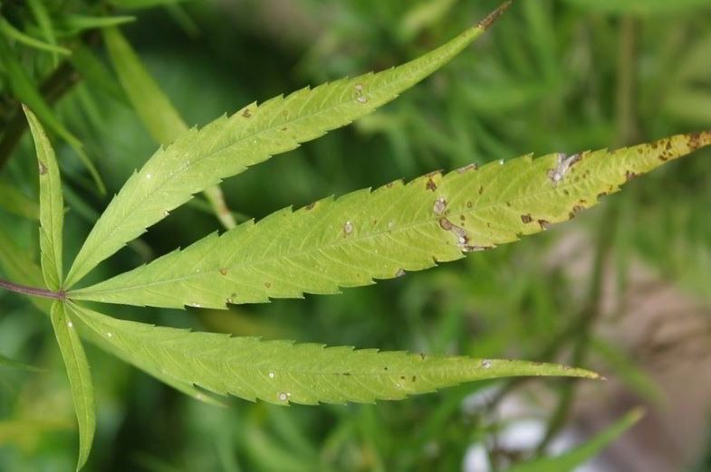 Hemp leaf damaged by fungi