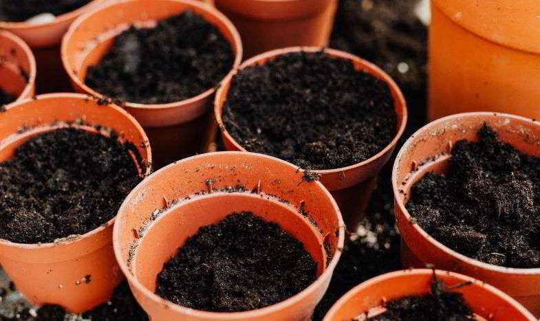 vases-to-be-placed-in-the-dark-for-the-germination-of-the-seeds