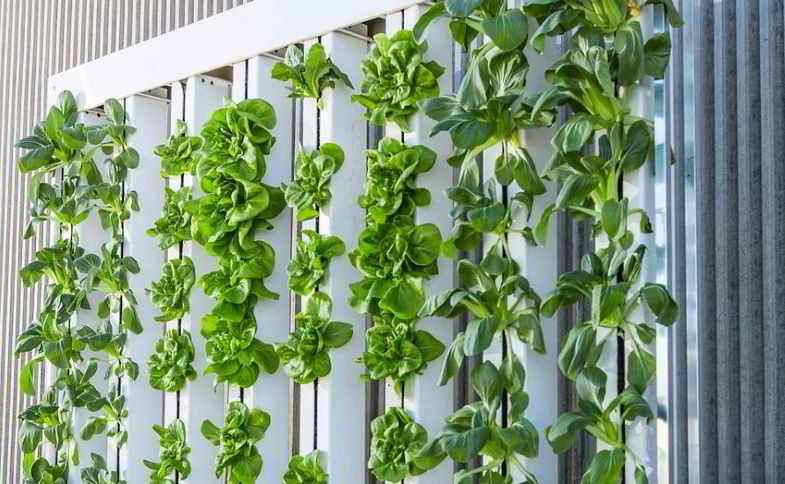 Vertical cultivation of vegetables