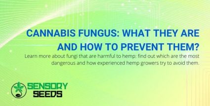 What are cannabis fungi and how to prevent them