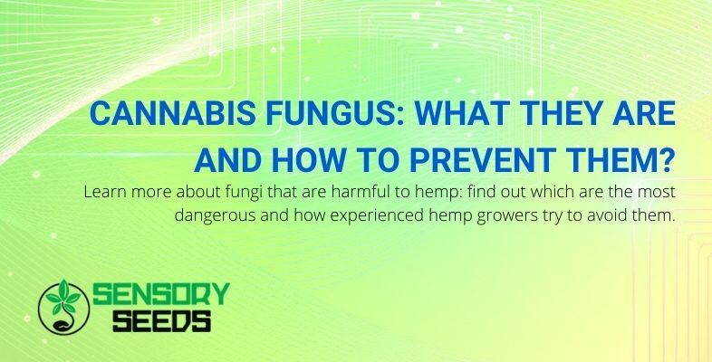 What are cannabis fungi and how to prevent them