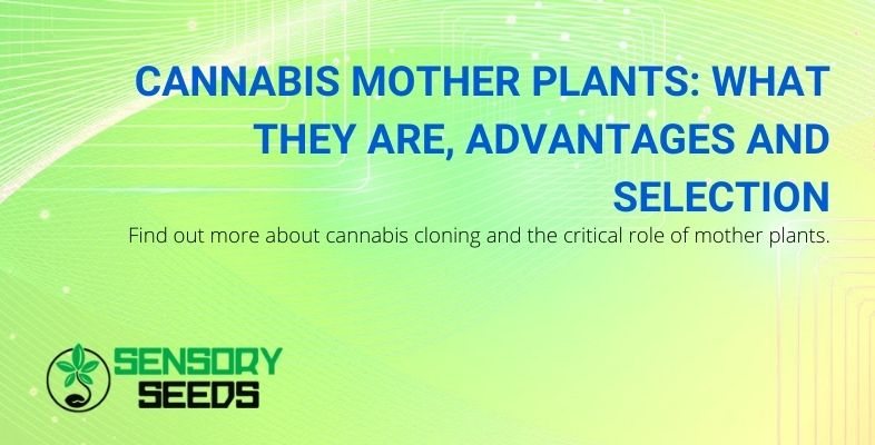 What is the mother plant of cannabis!