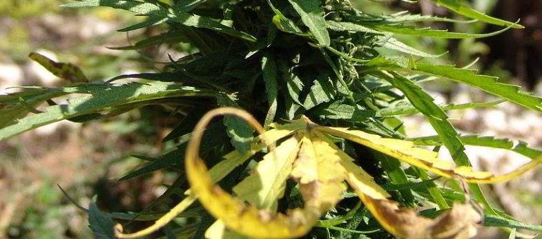 Cannabis leaf yellowed