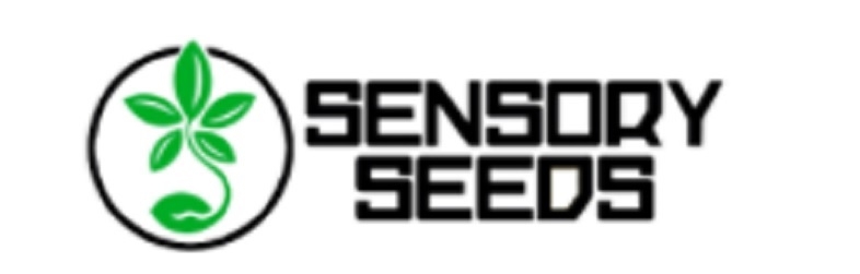 Buy certified cannabis seeds at Sensoryseeds