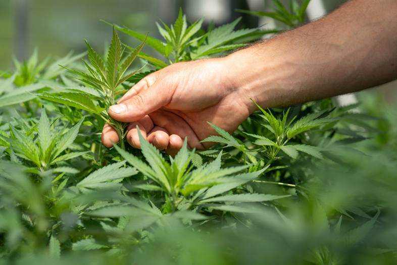 Grower checking the condition of cannabis leaves