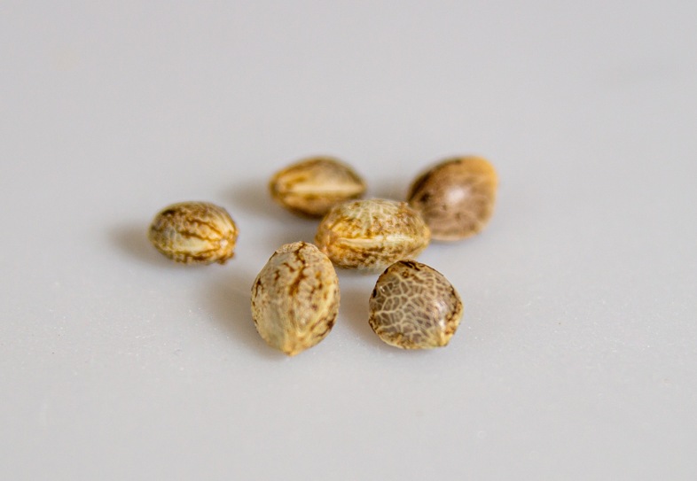 Low-THC cannabis seeds