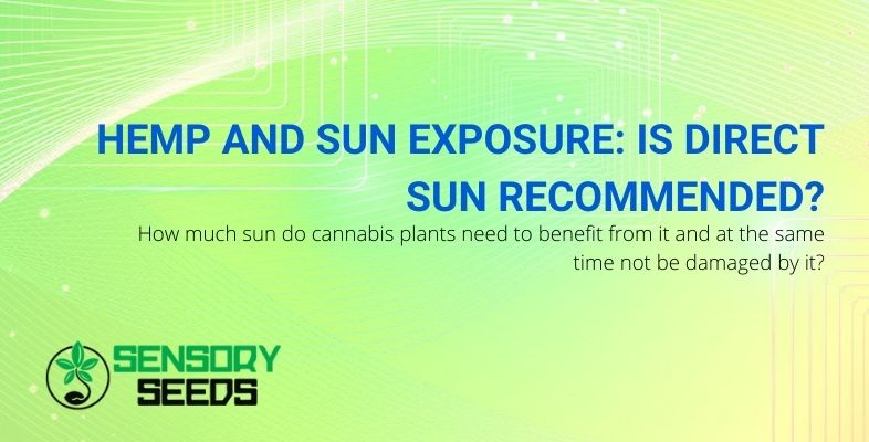 Is direct solar exposure of hemp advisable?