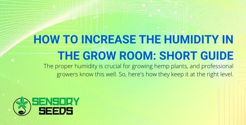 Guide to increasing the humidity in the grow room