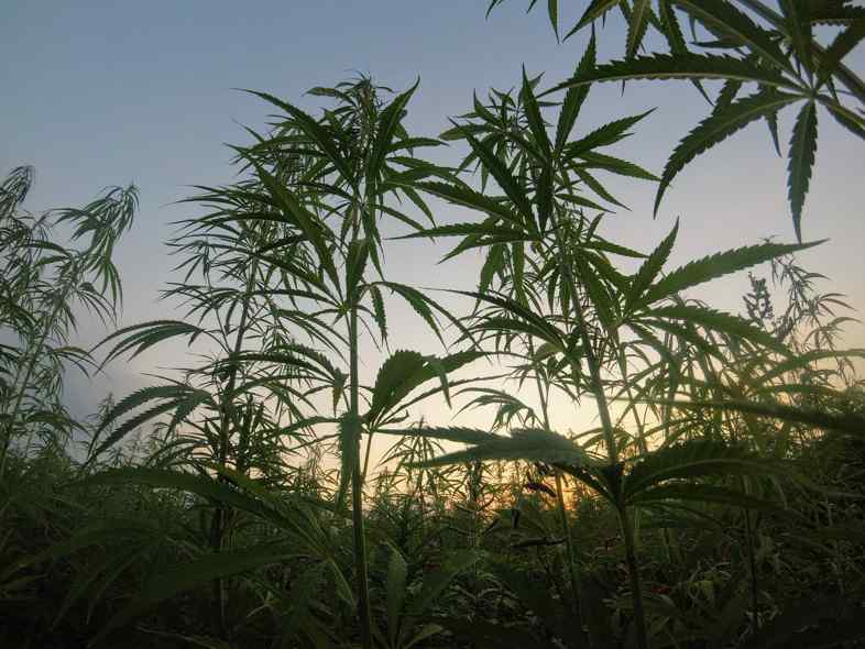 Hemp needs a lot of sun exposure