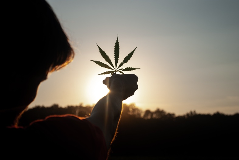 Hemp plants need 10/12 hours of direct sunlight per day