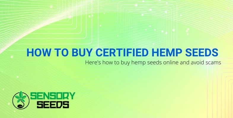 How to buy certified hemp seeds online